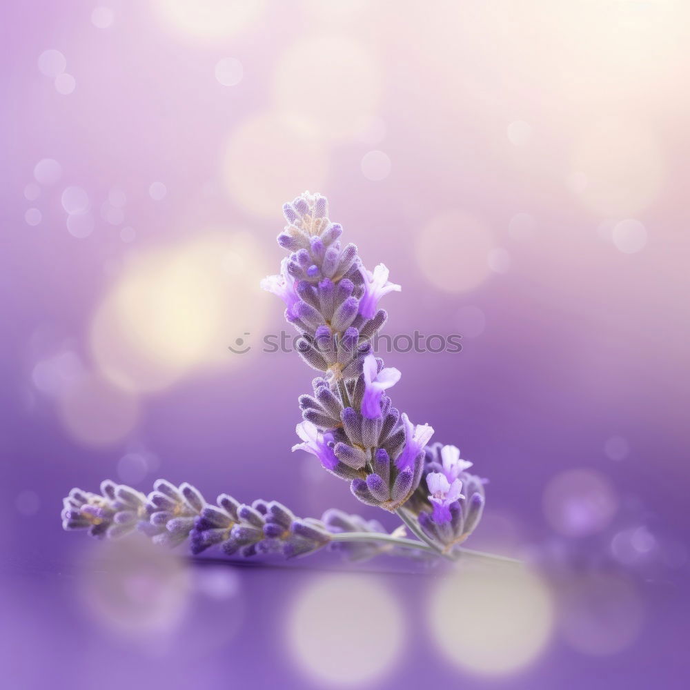 Image, Stock Photo Lavender Syrup Violet