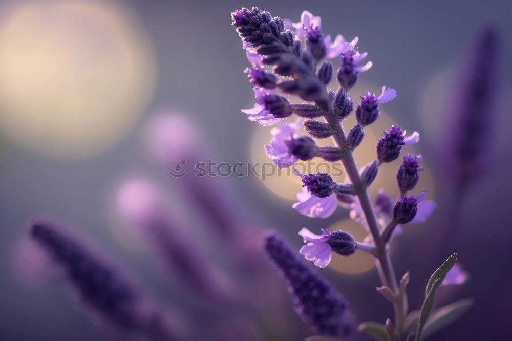 Similar – Abendstimmung im Garten