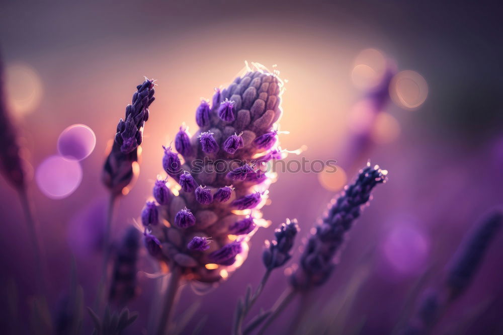 Similar – Image, Stock Photo Branch of a purple lilac