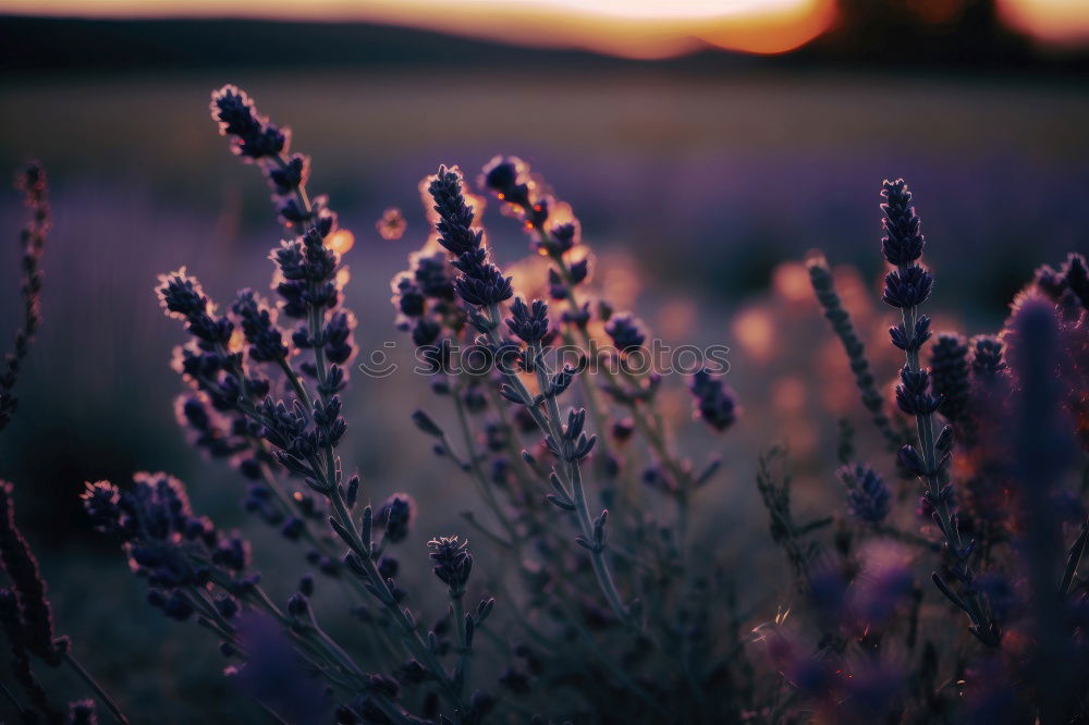 Similar – The scent of lavender