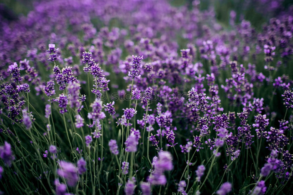 Similar – Salvia Flower Environment