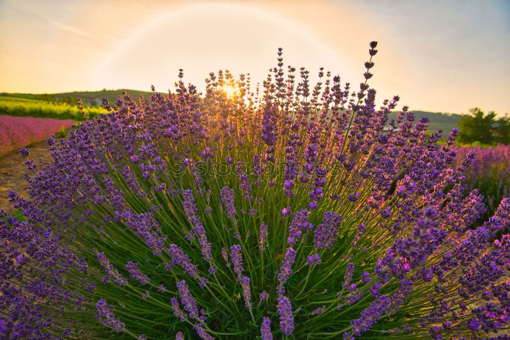 Similar – Image, Stock Photo lavender Herbs and spices