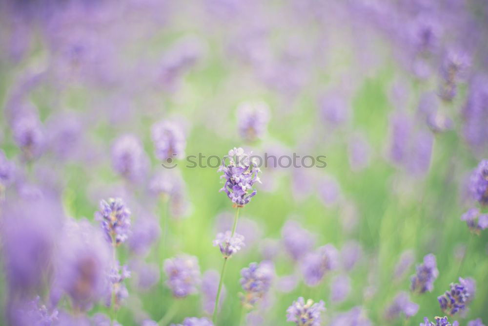 Similar – lavender field Summer