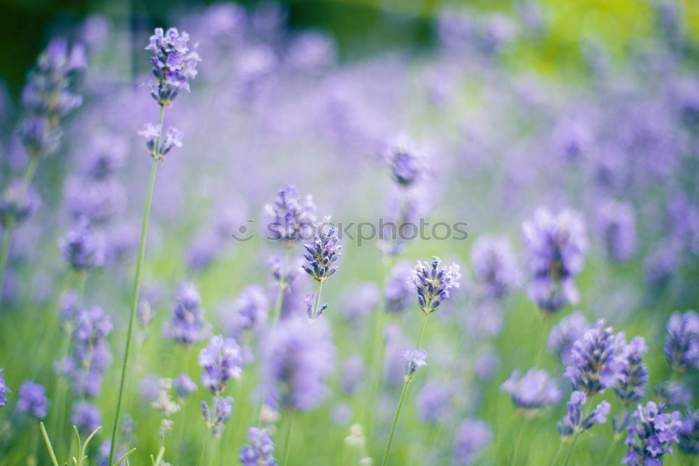 Similar – Foto Bild Hallo Frühling! Natur