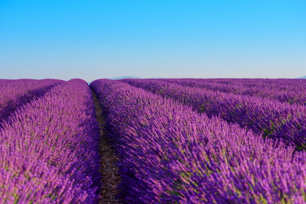 Similar – Image, Stock Photo Beautiful fragrant lavender field in bright light Valensole, Provence, France