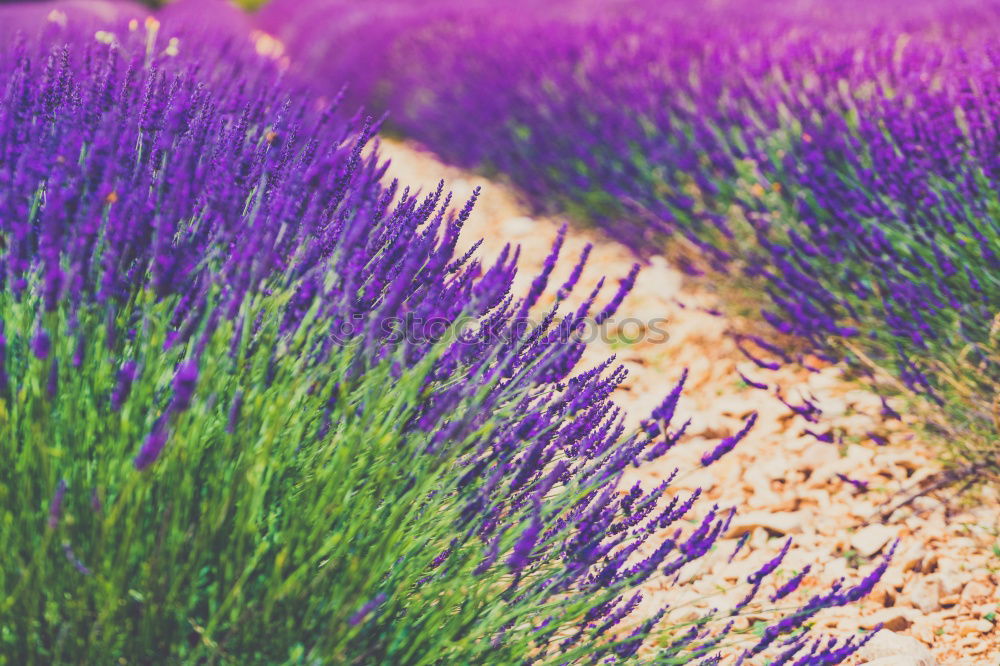 Image, Stock Photo Beautiful fragrant lavender field in bright light Valensole, Provence, France