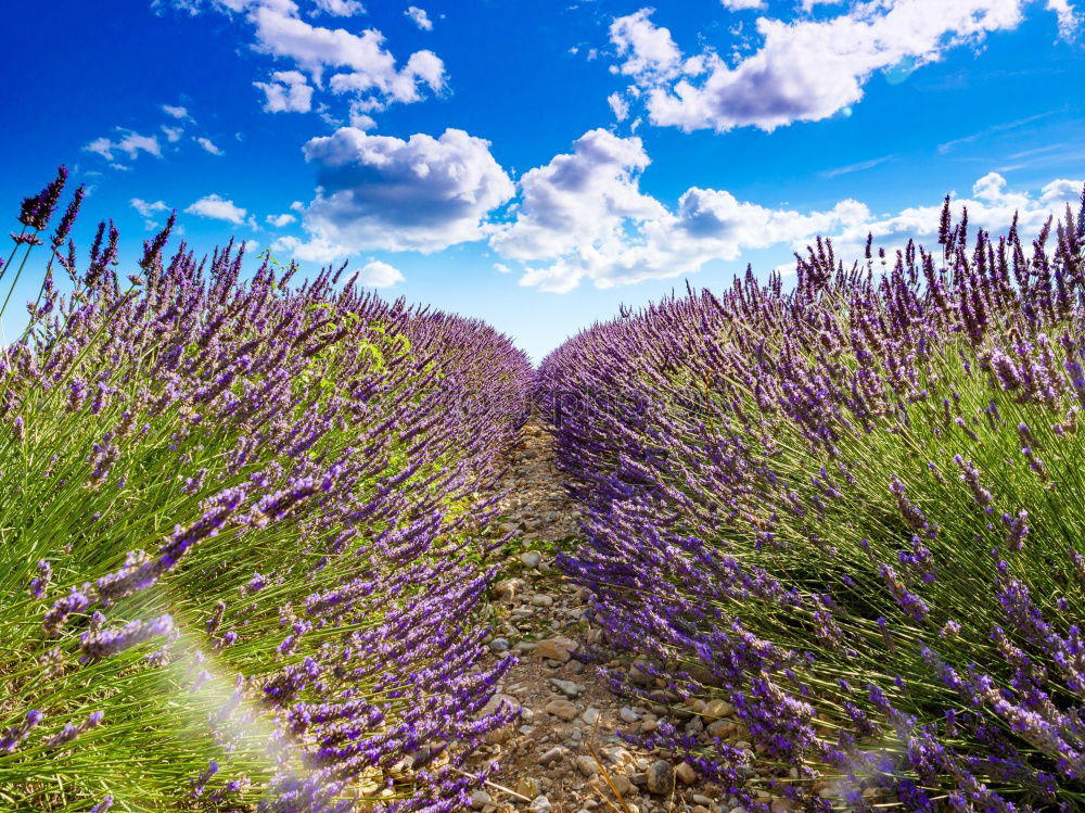 Similar – Image, Stock Photo Beautiful fragrant lavender field in bright light Valensole, Provence, France