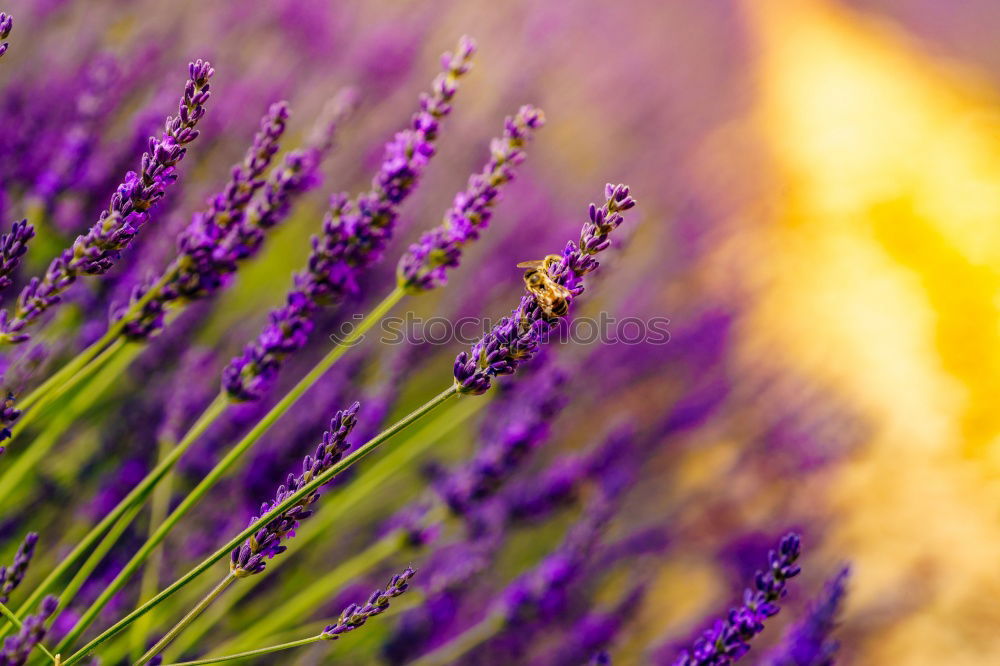 Similar – lavender field Summer