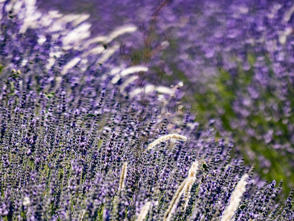 Similar – Lavender in France