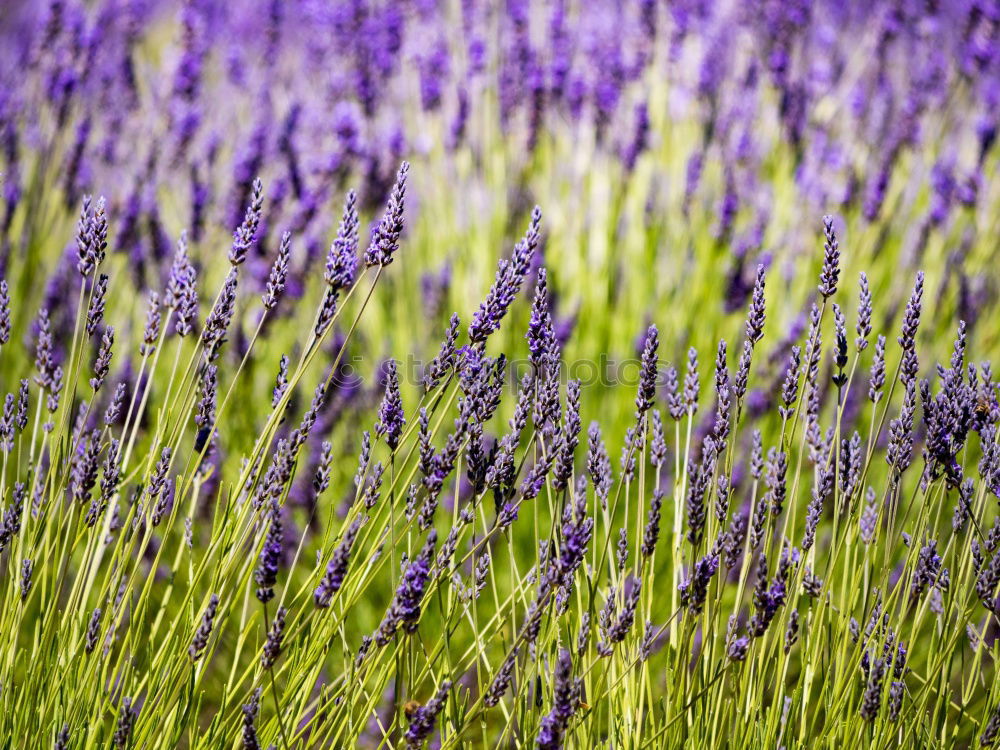 Similar – lavender field Summer