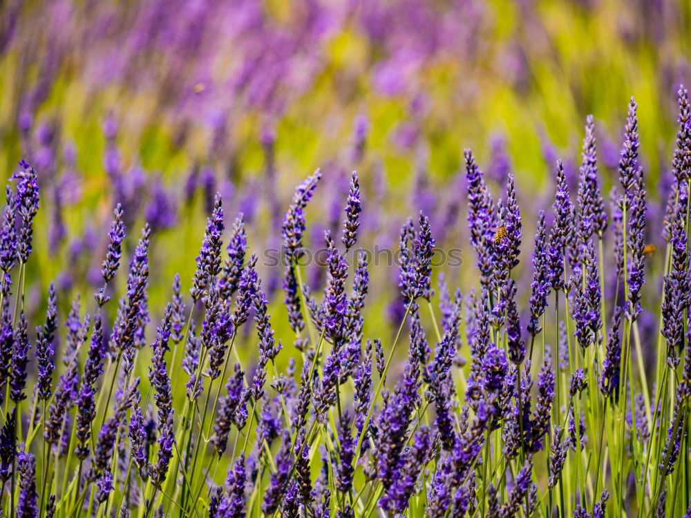 lavender field Summer