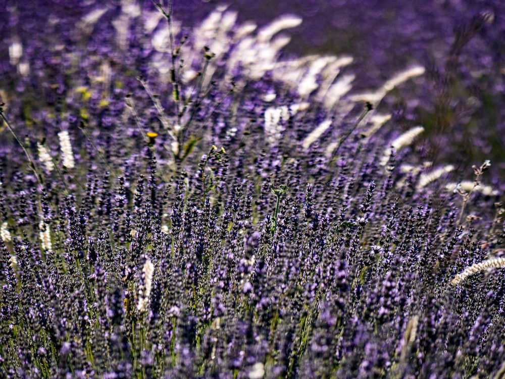 Similar – Foto Bild LavendelDuft Blume Blüte