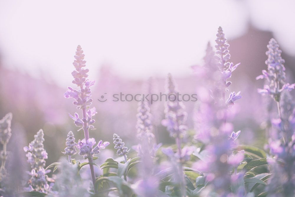 Similar – Foto Bild Frühling im Garten Pflanze