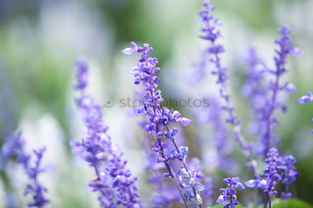 Similar – Wolf in purple II Plant