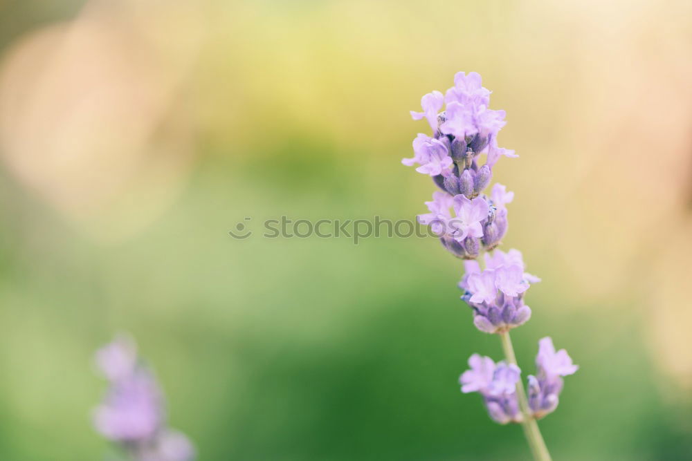 Similar – Image, Stock Photo spring meadow Environment