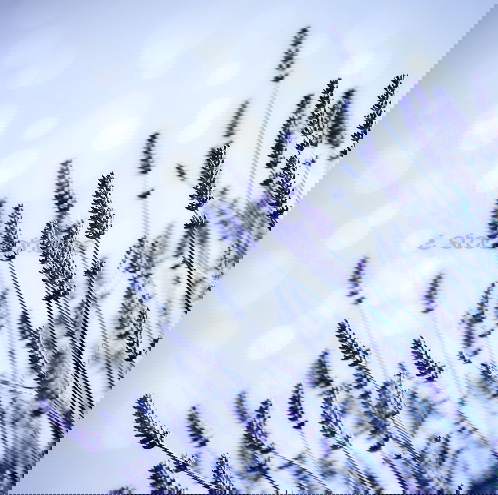Similar – Image, Stock Photo paiperleck Blue Lavender