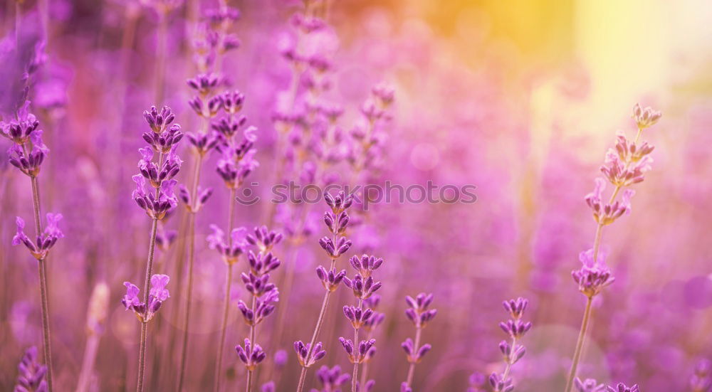 Similar – Image, Stock Photo purple cloud Elegant Style