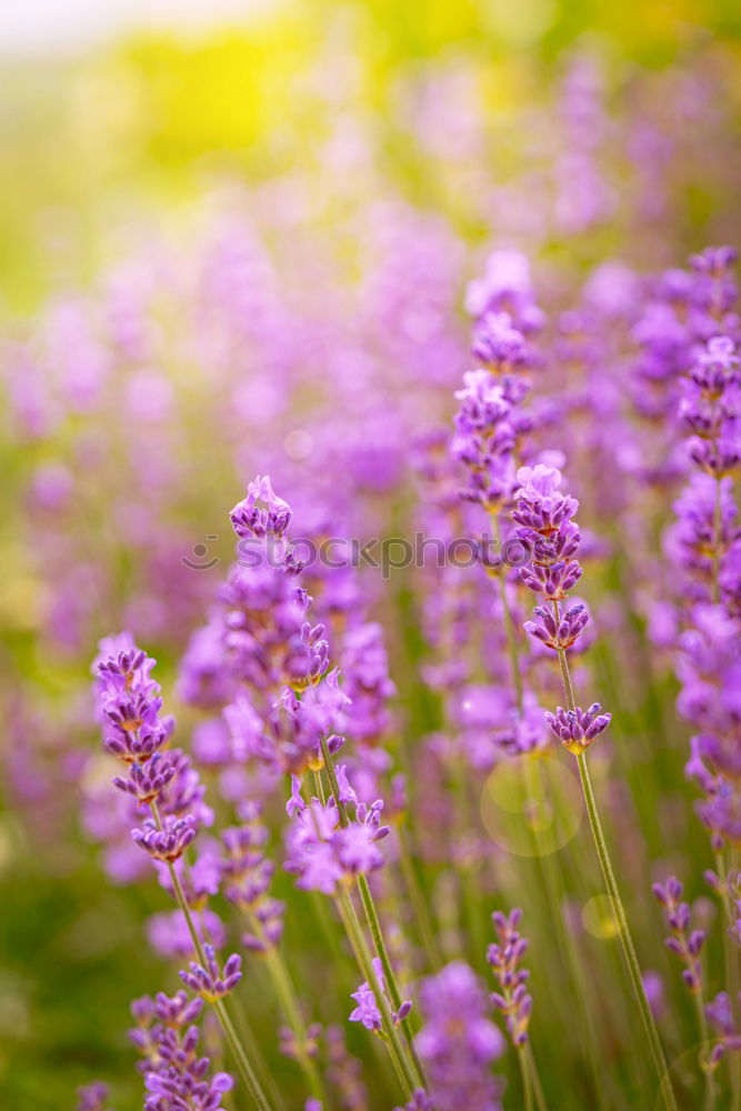 Similar – Lavender, background with bokeh