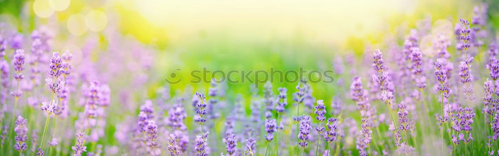 lavender Perfume Fragrance