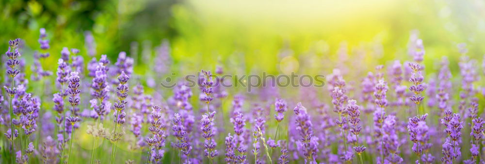 Similar – lavender Perfume Fragrance