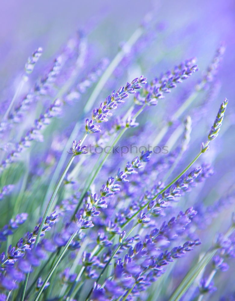 Similar – lavender Lavender