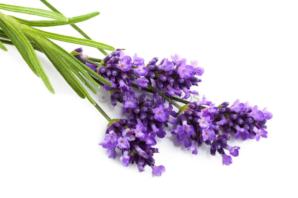 Similar – Image, Stock Photo lavender Lavender Flower