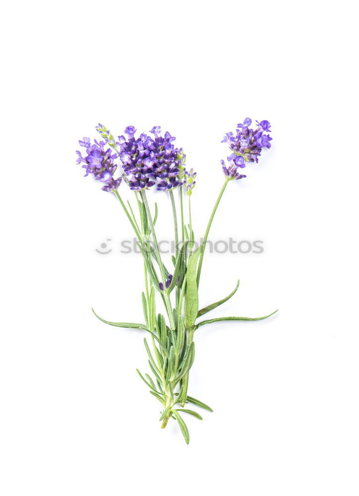 Similar – Allium isolated on white background