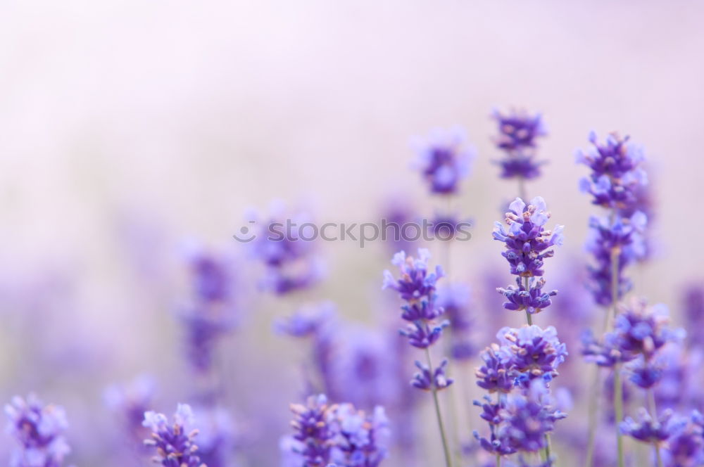 Similar – lavender field Summer