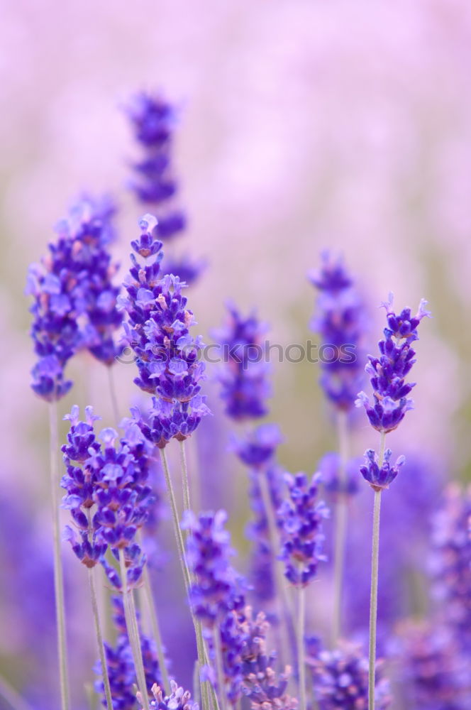 Similar – Image, Stock Photo This is how spring smells I