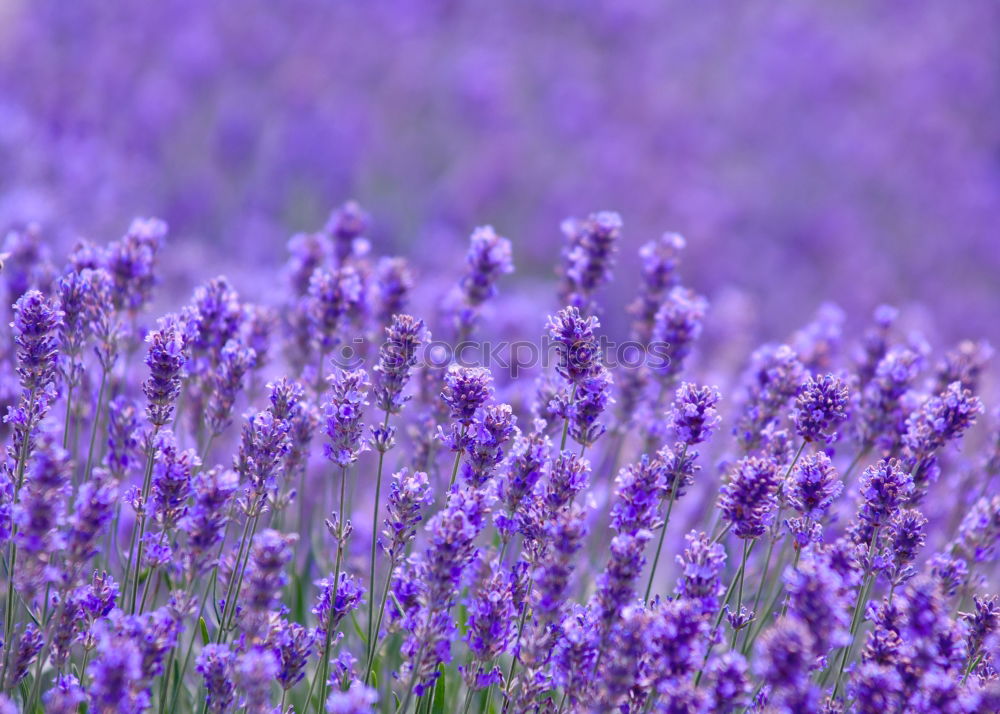 Similar – Dufte Blüte Blume Geruch