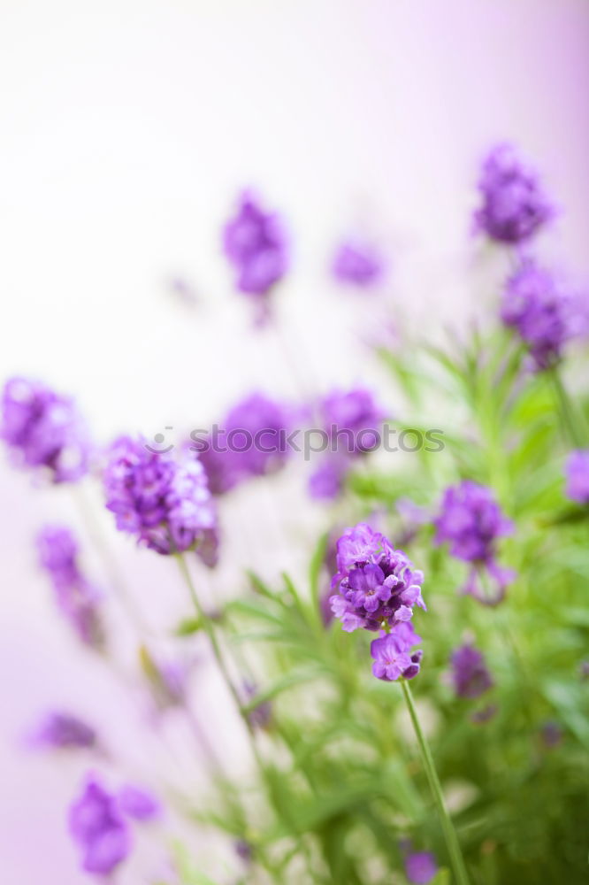 Similar – Image, Stock Photo lavender Lavender Flower