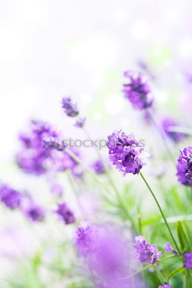 Similar – Image, Stock Photo lavender Lavender Flower