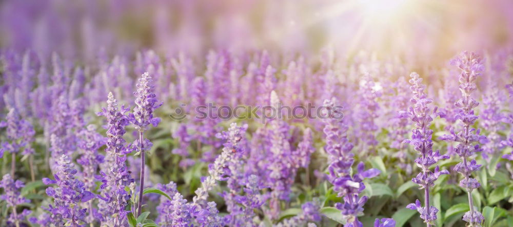 Similar – Wolf in purple II Plant