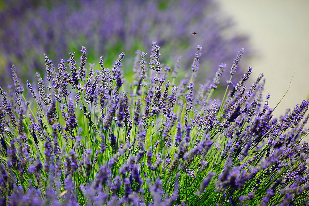 Similar – Dufte Blüte Blume Geruch