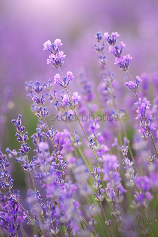 Similar – Image, Stock Photo lavender Nature Summer