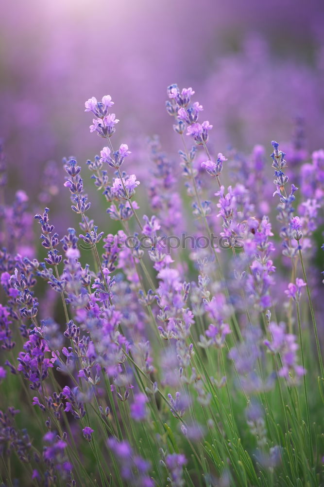 Similar – Image, Stock Photo lavender Nature Summer