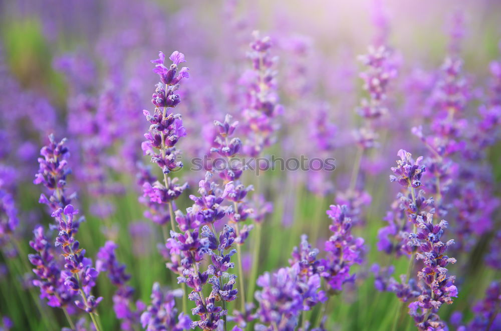 Similar – Image, Stock Photo great love for flowers