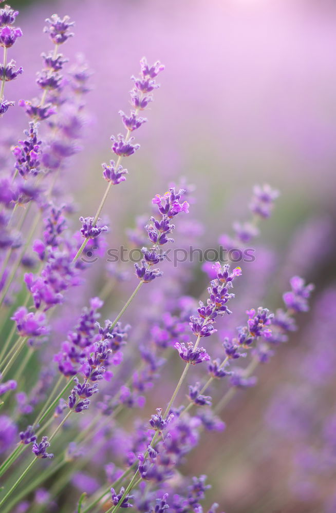 Similar – Lavender, background with bokeh