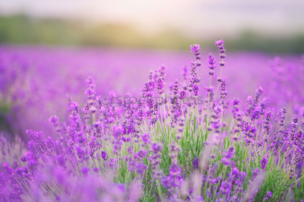 Similar – lavender field Summer