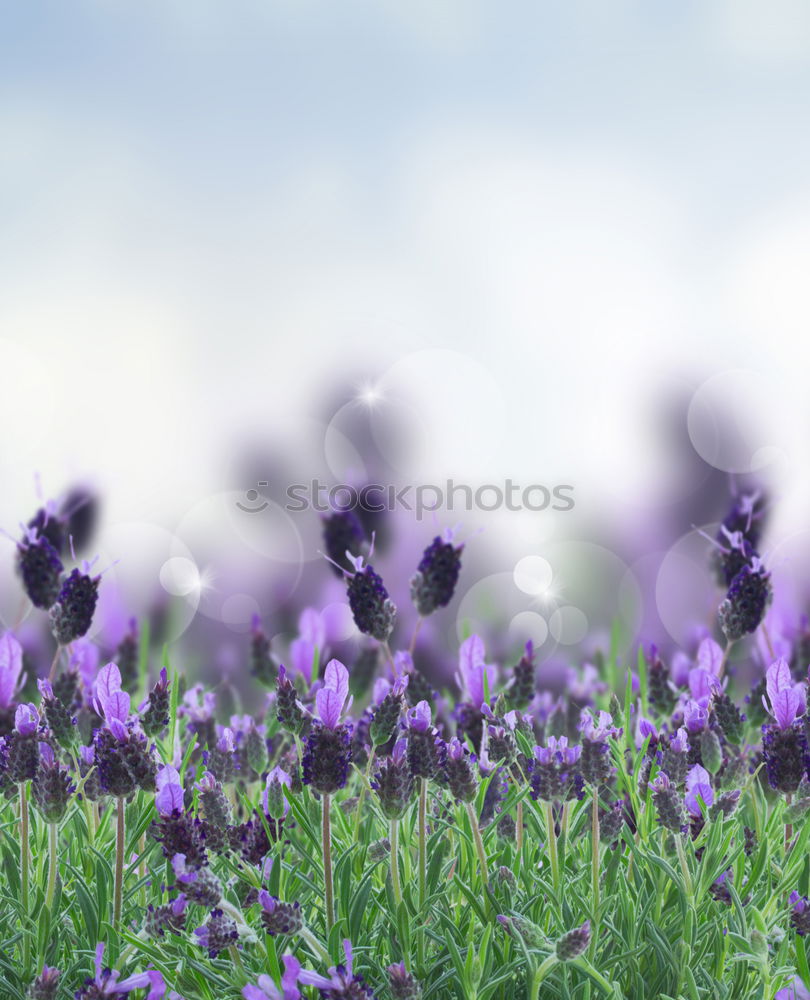 Similar – crested lavender Lavender