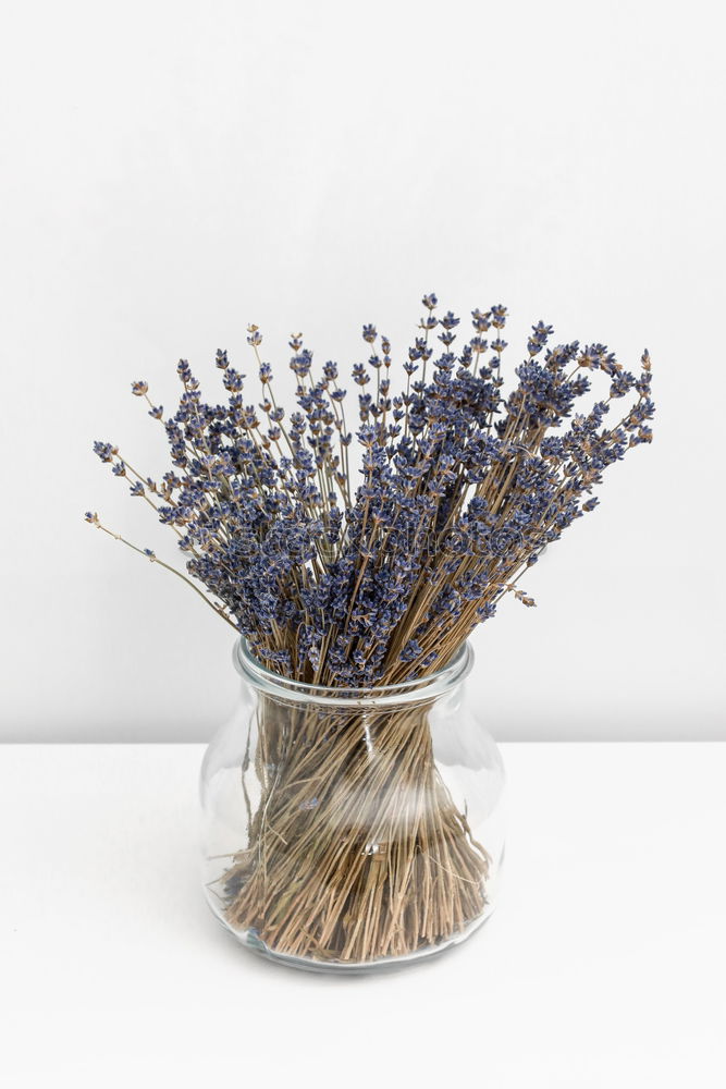 Similar – Image, Stock Photo vases with dry flowers