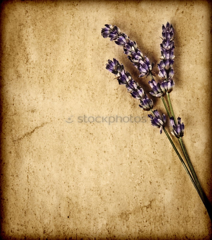 Similar – Image, Stock Photo lavender Lavender floats