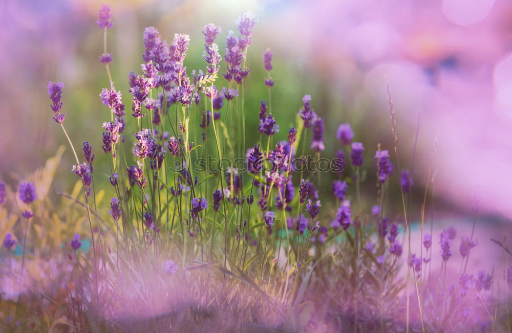 Similar – Image, Stock Photo spring crocuses on mountain meadow