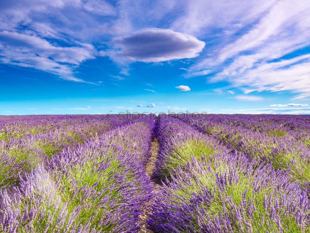 Similar – Foto Bild blumiger blick auf nachbars haus