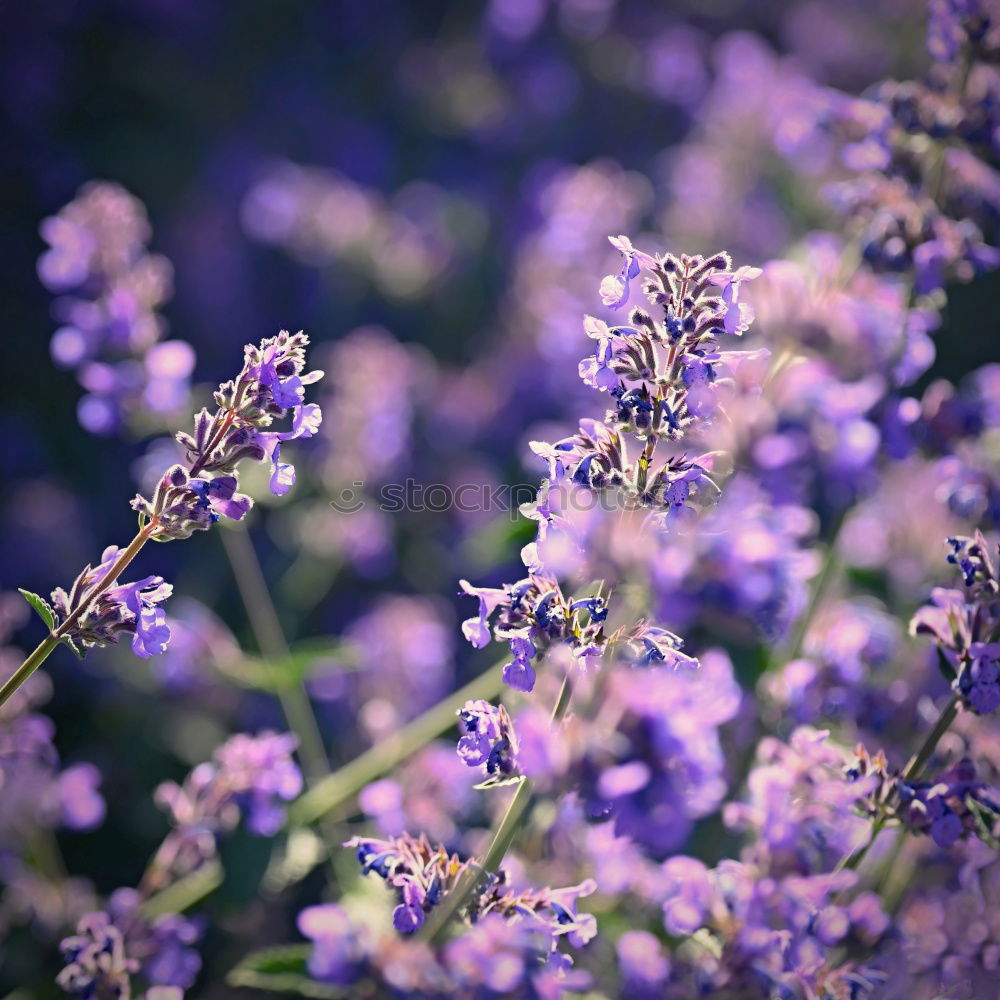 Similar – Lavender, background with bokeh