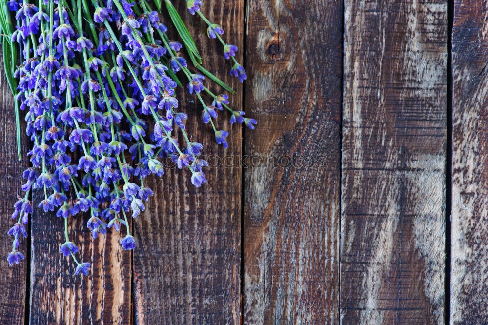 Similar – Autumn Decoration with Purple Aster