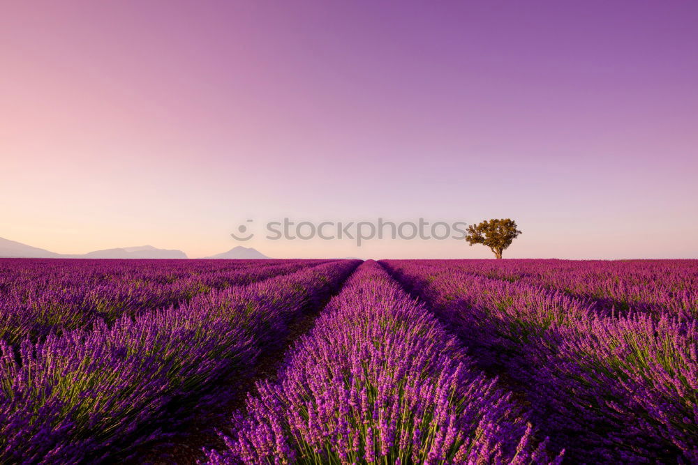 Similar – Image, Stock Photo Beautiful fragrant lavender field in bright light Valensole, Provence, France
