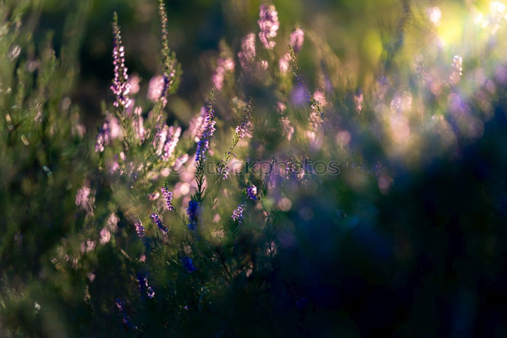 Similar – Frühling Natur Pflanze