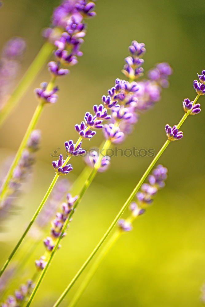 Similar – Foto Bild 1950 Umwelt Natur Pflanze