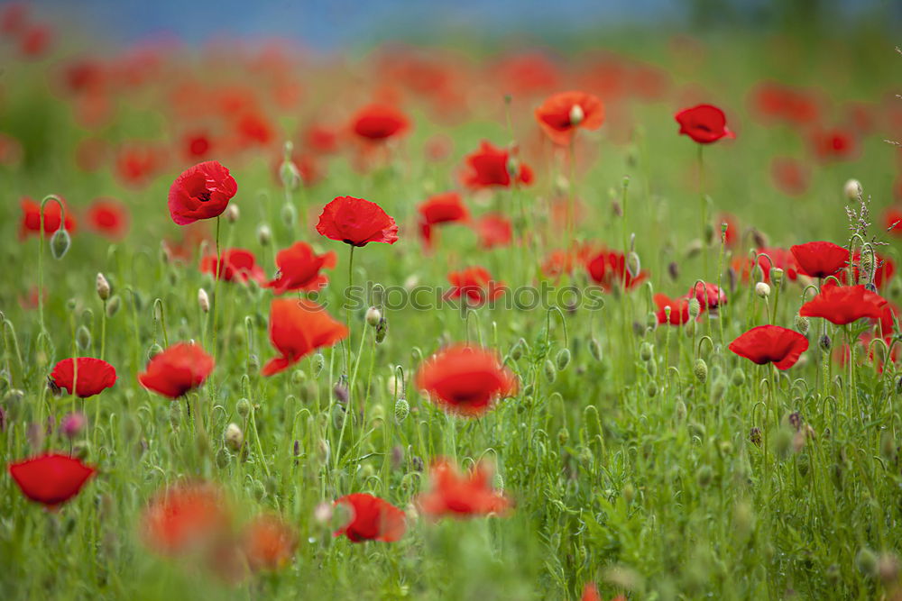 Similar – poppy field Summer